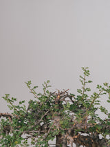 3004 - 発根済 Commiphora sp. Eyl コミフォラ・エイル