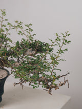 3004 - 発根済 Commiphora sp. Eyl コミフォラ・エイル