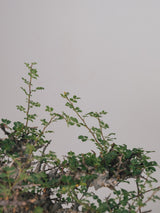 3004 - 発根済 Commiphora sp. Eyl コミフォラ・エイル