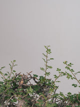 3004 - 発根済 Commiphora sp. Eyl コミフォラ・エイル