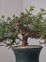 3004 - 発根済 Commiphora sp. Eyl コミフォラ・エイル
