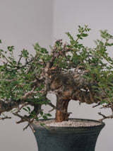 3004 - 発根済 Commiphora sp. Eyl コミフォラ・エイル