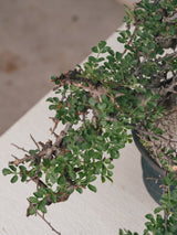 3004 - 発根済 Commiphora sp. Eyl コミフォラ・エイル