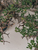 3004 - 発根済 Commiphora sp. Eyl コミフォラ・エイル
