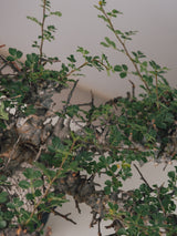 3004 - 発根済 Commiphora sp. Eyl コミフォラ・エイル