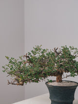 3004 - 発根済 Commiphora sp. Eyl コミフォラ・エイル