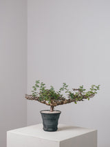 3005 - 発根済 Commiphora sp. Eyl コミフォラ・エイル