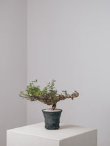 3005 - 発根済 Commiphora sp. Eyl コミフォラ・エイル