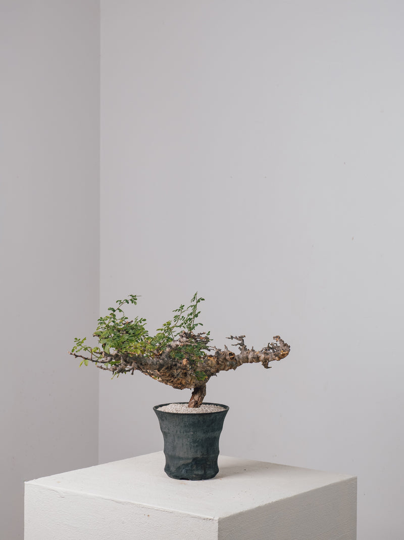 3005 - 発根済 Commiphora sp. Eyl コミフォラ・エイル – KOMO