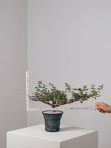3005 - 発根済 Commiphora sp. Eyl コミフォラ・エイル