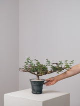 3005 - 発根済 Commiphora sp. Eyl コミフォラ・エイル