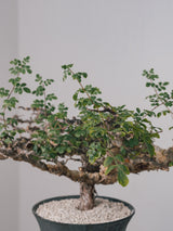 3005 - 発根済 Commiphora sp. Eyl コミフォラ・エイル