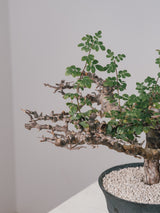 3005 - 発根済 Commiphora sp. Eyl コミフォラ・エイル