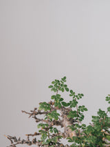 3005 - 発根済 Commiphora sp. Eyl コミフォラ・エイル