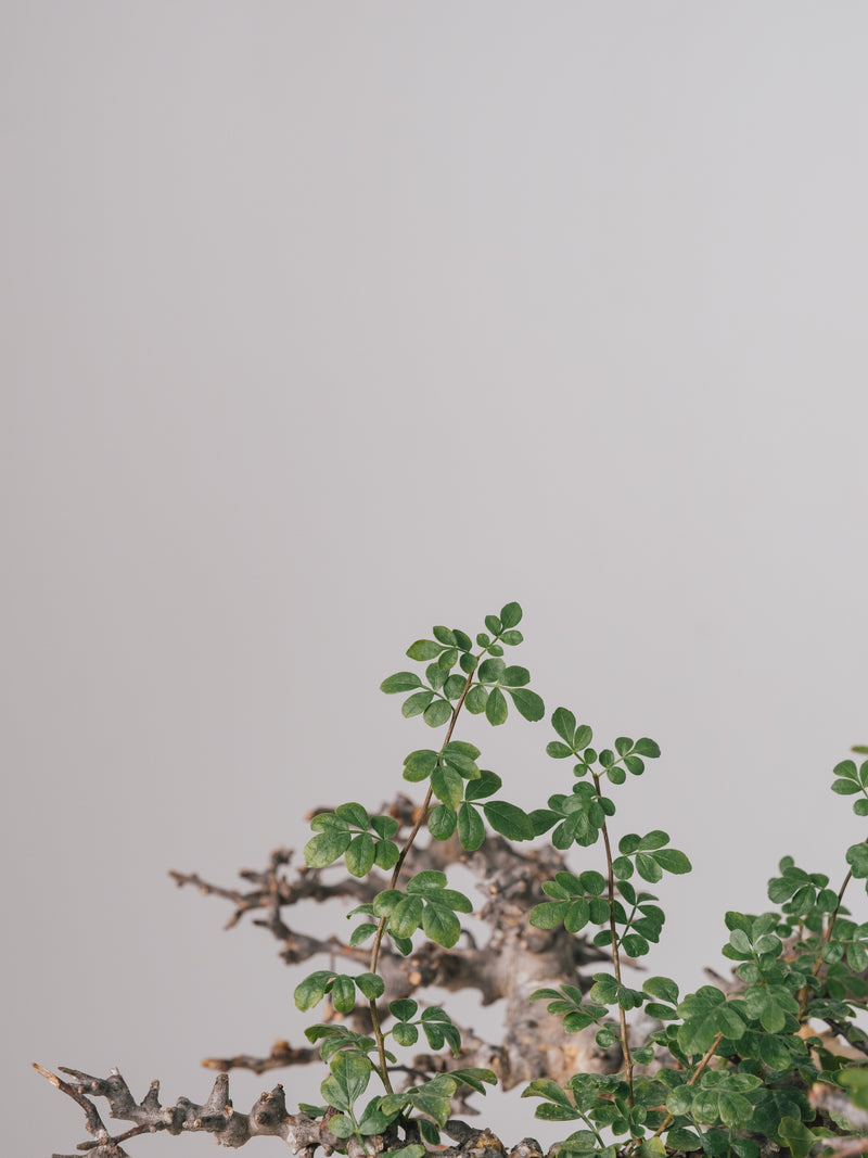 3005 - 発根済 Commiphora sp. Eyl コミフォラ・エイル – KOMO