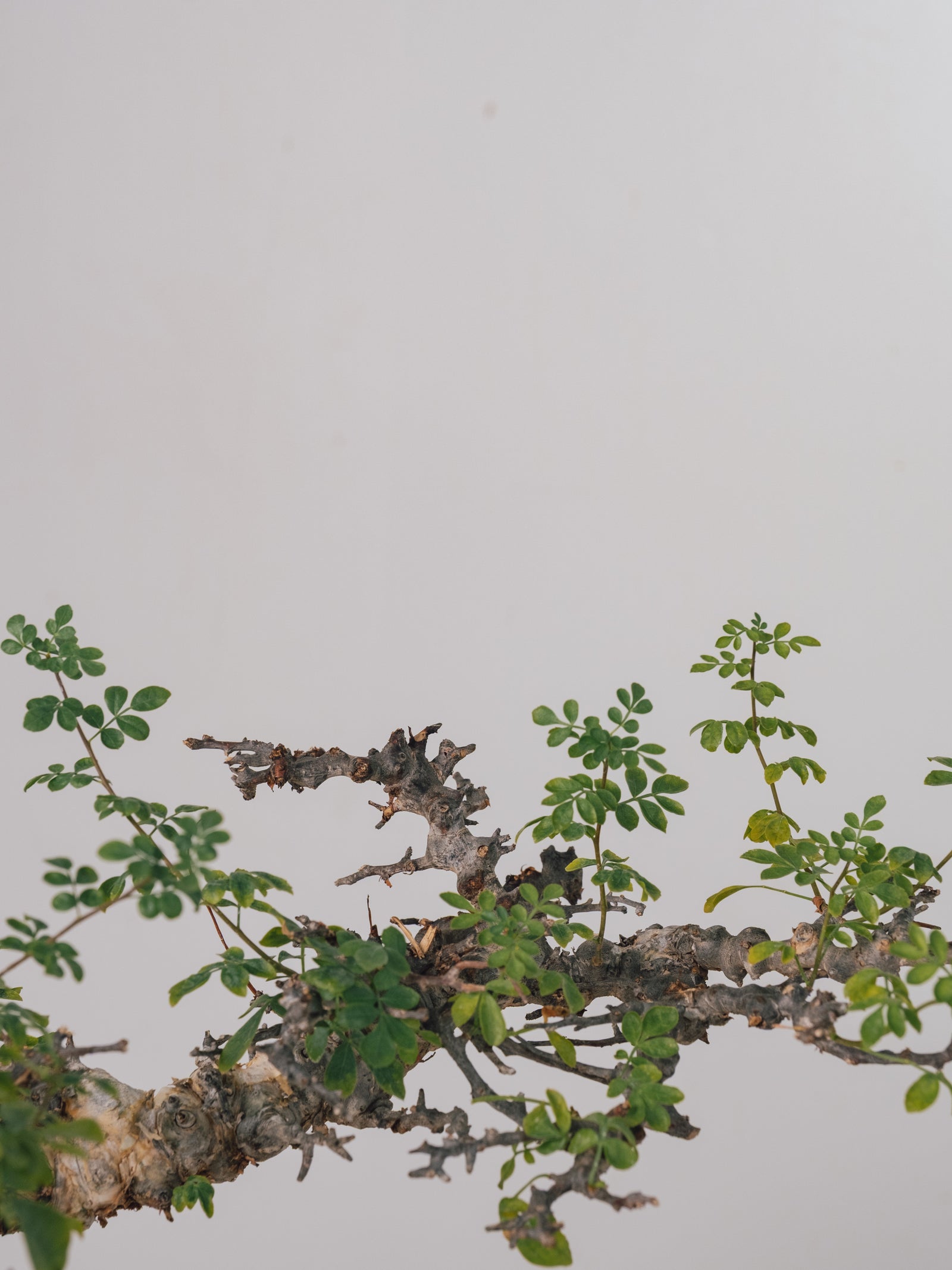 3005 - 発根済 Commiphora sp. Eyl コミフォラ・エイル – KOMO