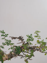 3005 - 発根済 Commiphora sp. Eyl コミフォラ・エイル