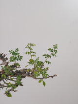 3005 - 発根済 Commiphora sp. Eyl コミフォラ・エイル