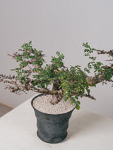 3005 - 発根済 Commiphora sp. Eyl コミフォラ・エイル