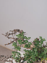 3005 - 発根済 Commiphora sp. Eyl コミフォラ・エイル