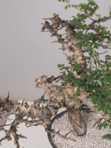 3005 - 発根済 Commiphora sp. Eyl コミフォラ・エイル