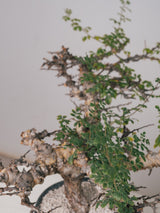 3005 - 発根済 Commiphora sp. Eyl コミフォラ・エイル