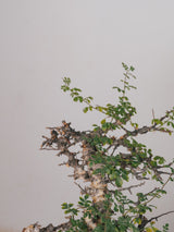 3005 - 発根済 Commiphora sp. Eyl コミフォラ・エイル