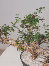 3005 - 発根済 Commiphora sp. Eyl コミフォラ・エイル