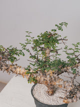 3005 - 発根済 Commiphora sp. Eyl コミフォラ・エイル