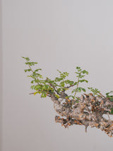 3005 - 発根済 Commiphora sp. Eyl コミフォラ・エイル