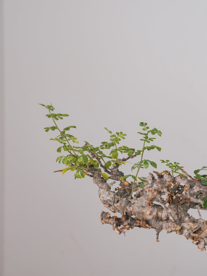 3005 - 発根済 Commiphora sp. Eyl コミフォラ・エイル – KOMO