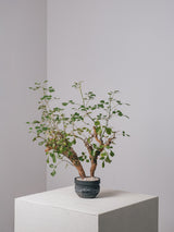 3006 - 発根済 Commiphora campestris コミフォラ カンペストリス