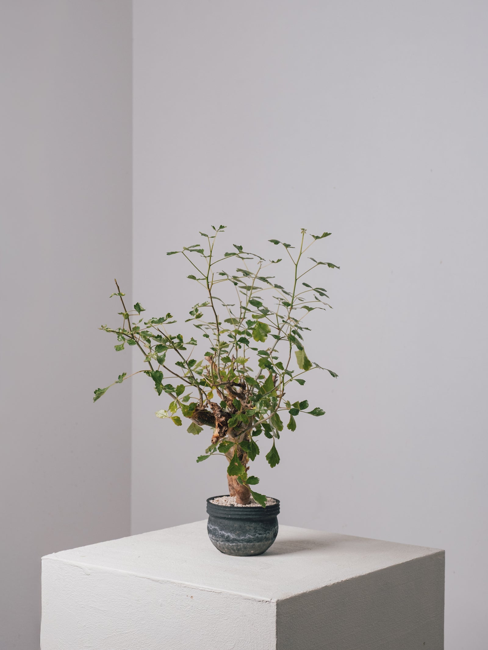 3006 - 発根済 Commiphora campestris コミフォラ カンペストリス – KOMO