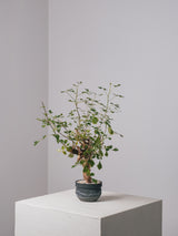3006 - 発根済 Commiphora campestris コミフォラ カンペストリス
