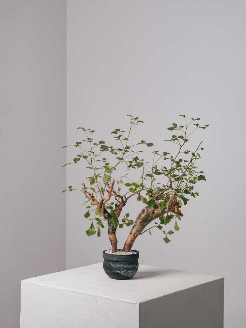 3006 - 発根済 Commiphora campestris コミフォラ カンペストリス – KOMO