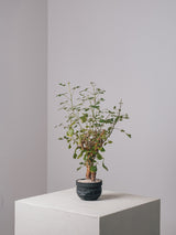 3006 - 発根済 Commiphora campestris コミフォラ カンペストリス