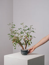 3006 - 発根済 Commiphora campestris コミフォラ カンペストリス