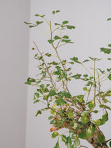 3006 - 発根済 Commiphora campestris コミフォラ カンペストリス