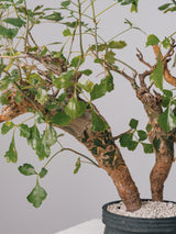 3006 - 発根済 Commiphora campestris コミフォラ カンペストリス