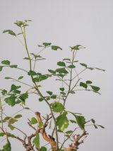 3006 - 発根済 Commiphora campestris コミフォラ カンペストリス