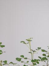 3006 - 発根済 Commiphora campestris コミフォラ カンペストリス