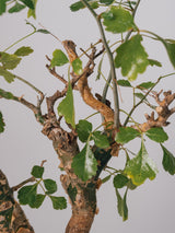 3006 - 発根済 Commiphora campestris コミフォラ カンペストリス