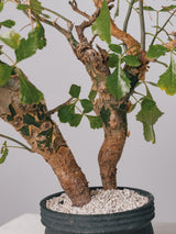 3006 - 発根済 Commiphora campestris コミフォラ カンペストリス