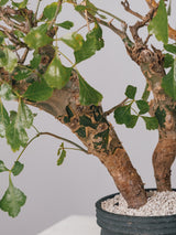3006 - 発根済 Commiphora campestris コミフォラ カンペストリス