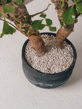 3006 - 発根済 Commiphora campestris コミフォラ カンペストリス