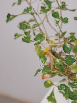 3006 - 発根済 Commiphora campestris コミフォラ カンペストリス