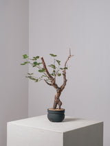 3007 - 発根済 Commiphora orbicularis コミフォラ・オルビクラリス