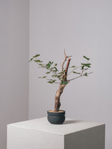 3007 - 発根済 Commiphora orbicularis コミフォラ・オルビクラリス