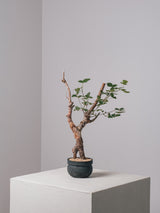 3007 - 発根済 Commiphora orbicularis コミフォラ・オルビクラリス