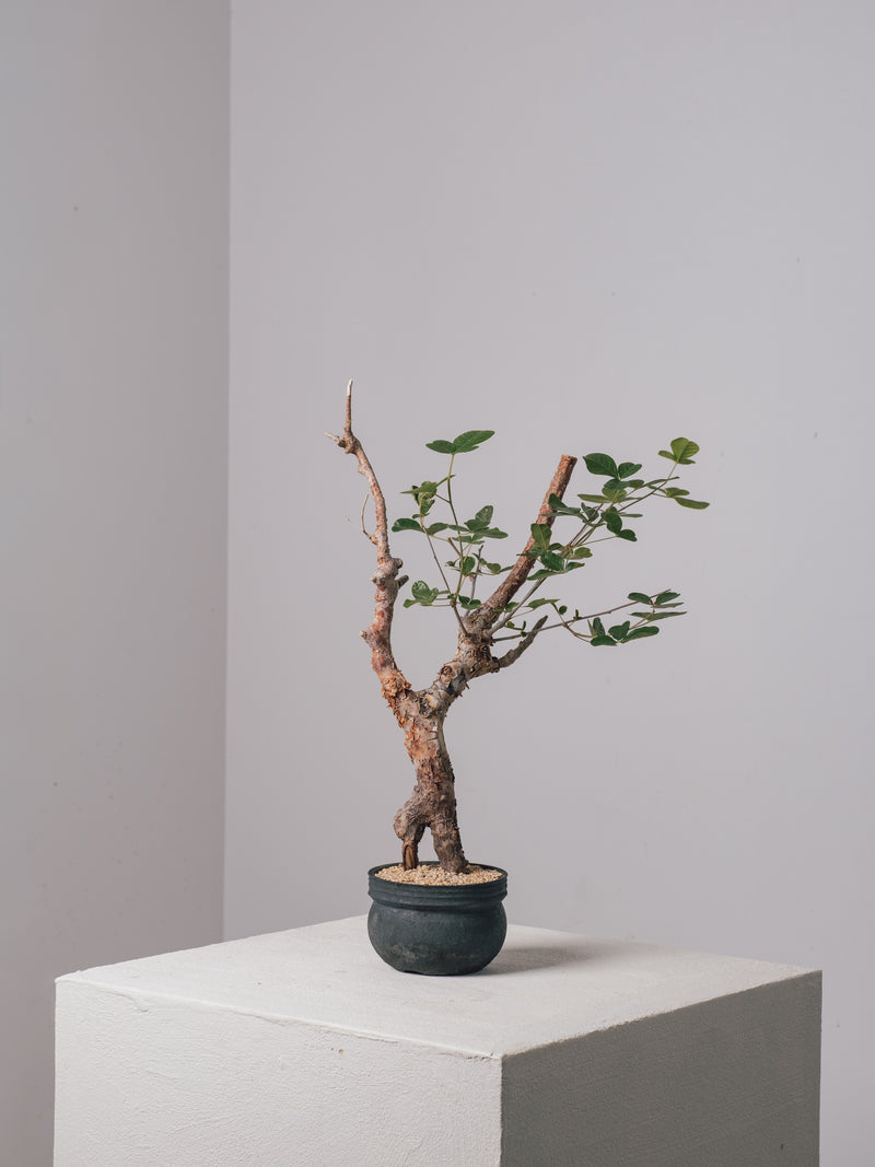 3007 - 発根済 Commiphora orbicularis コミフォラ・オルビクラリス – KOMO